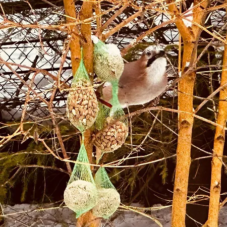 Dom Puchacza W Ladku-zdroju