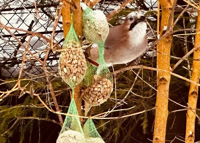 Dom Puchacza W Ladku-zdroju